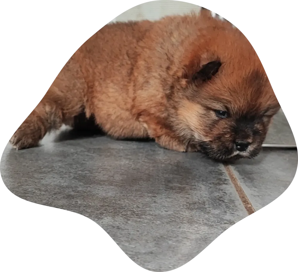 Fauve