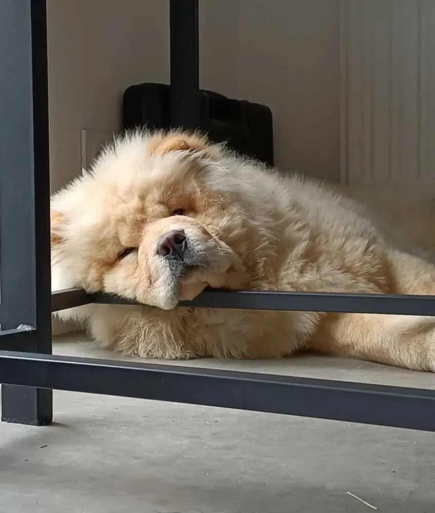Élevage Chow-chow à Saint-Vougay
