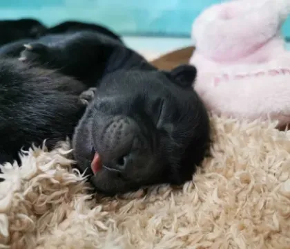 chiot (1)