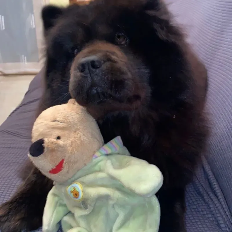chowchow (8)