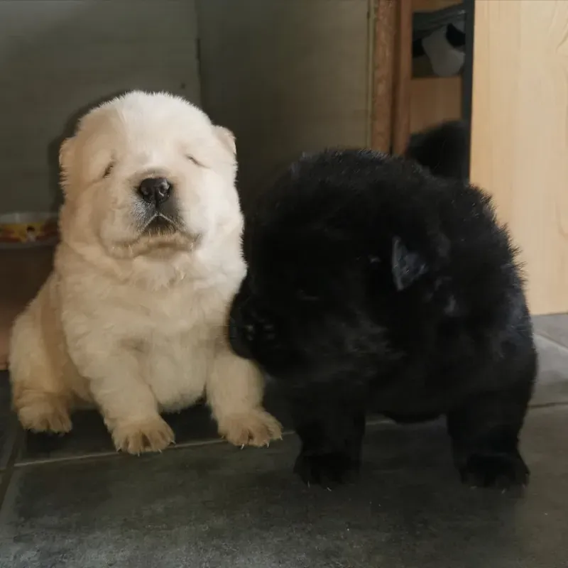 chiot (2)