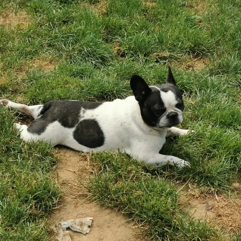 chien (2)