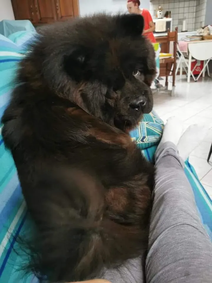 chowchow (3)