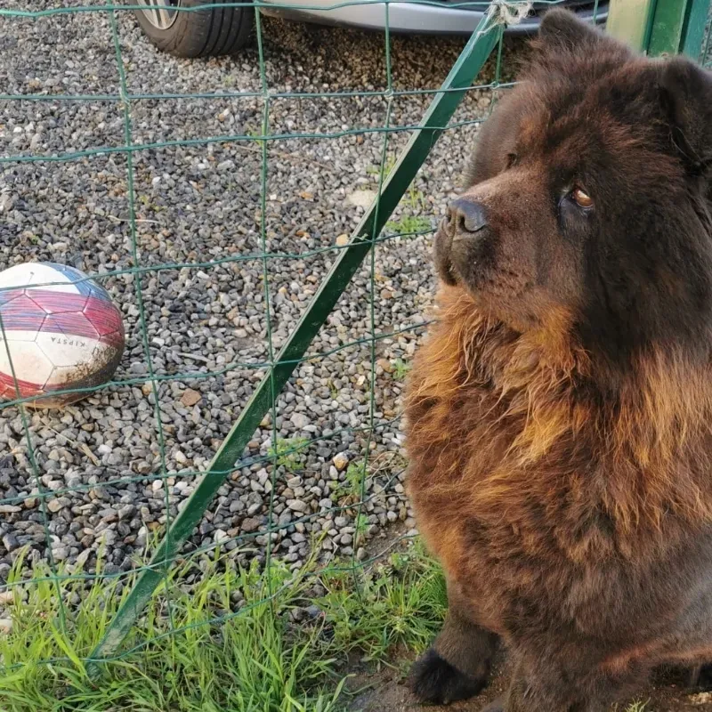 chowchow (7)