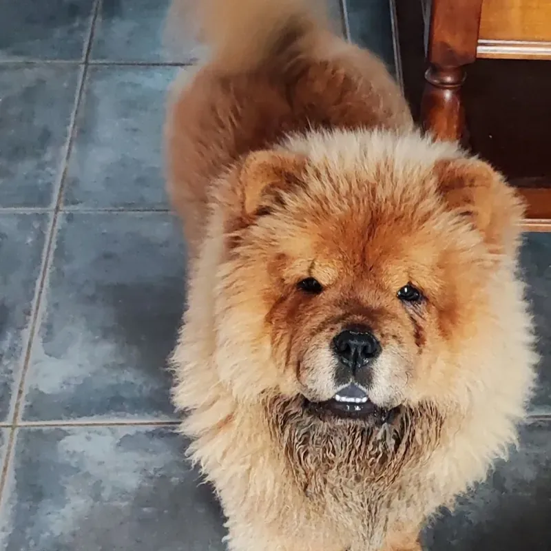 chowchow (9)