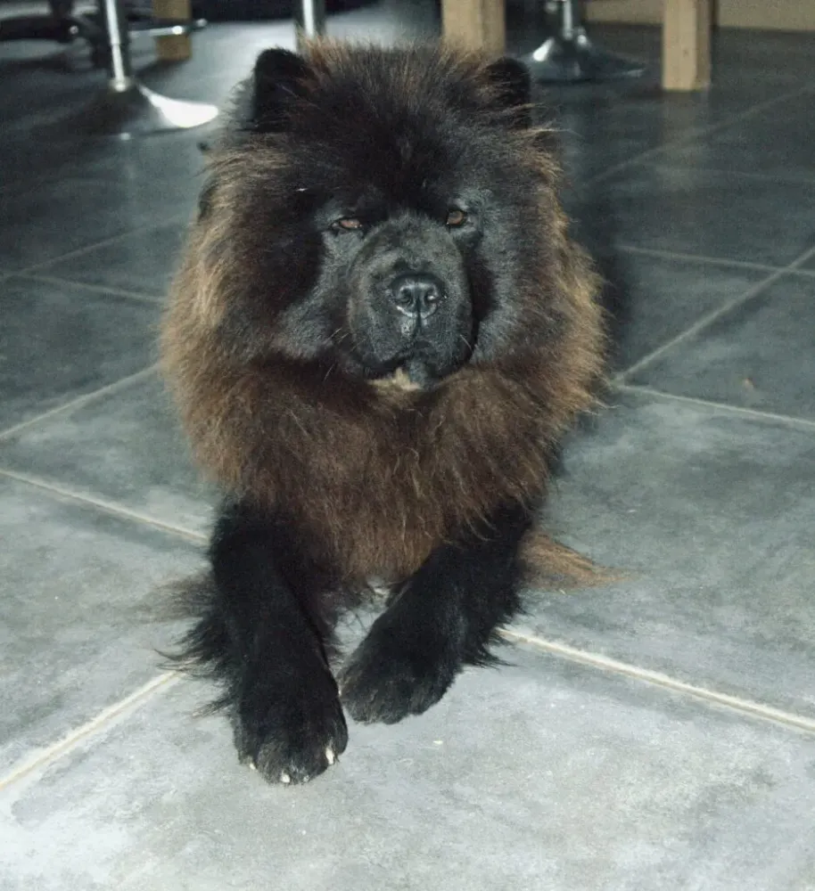 chowchow (2)