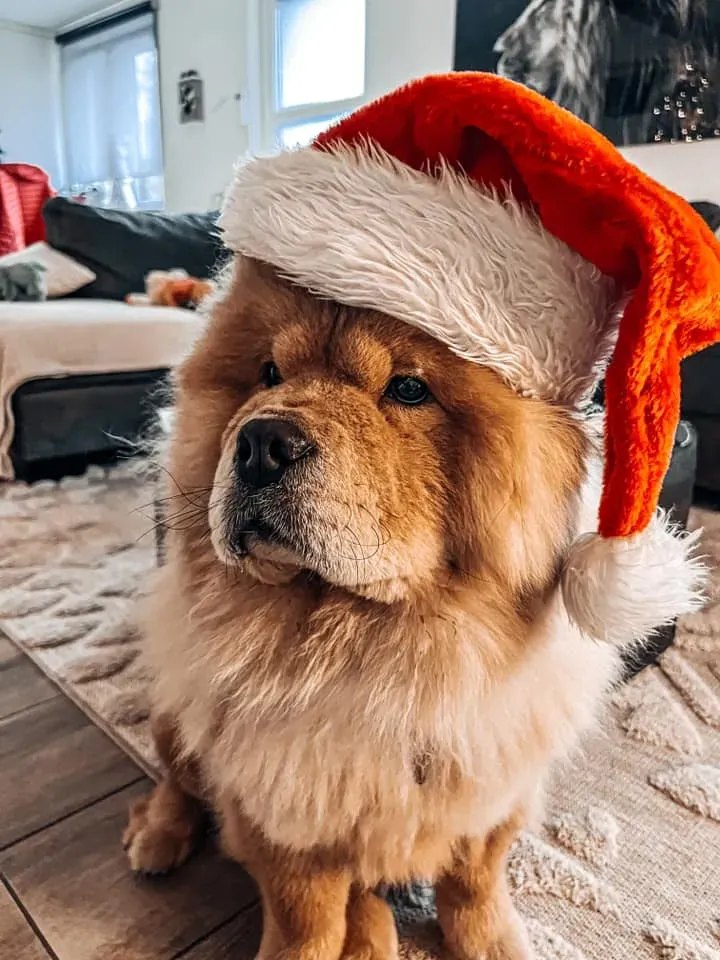 chowchow (2)