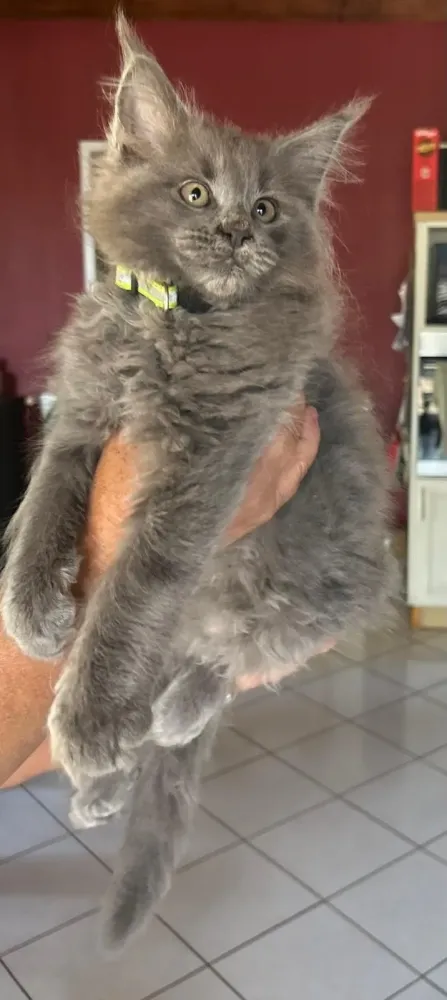 chatons (3)