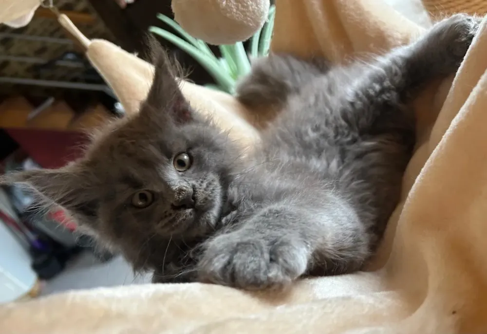 chatons (4)