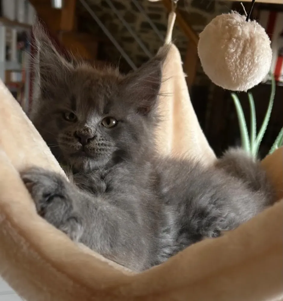 chatons (1)